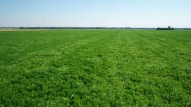 Anteni: Düşük uçuş yeşil ve sarı buğday alanın üzerine