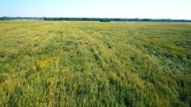 Anteni: Düşük uçuş yeşil ve sarı buğday alanın üzerine