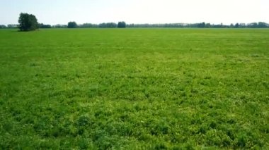 Anteni: Düşük uçuş yeşil ve sarı buğday alanın üzerine