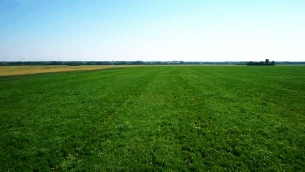 AERIAL: Vôo baixo sobre o campo de trigo verde e amarelo — Vídeo de Stock