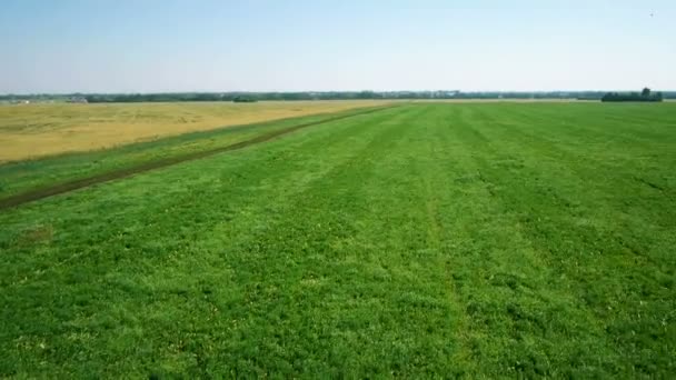 Antenne: Lage vlucht over groene en gele tarweveld — Stockvideo