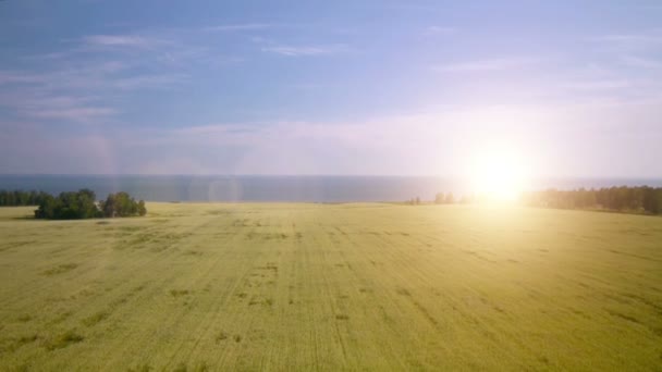 Rendah penerbangan di atas hijau dan kuning ladang gandum — Stok Video