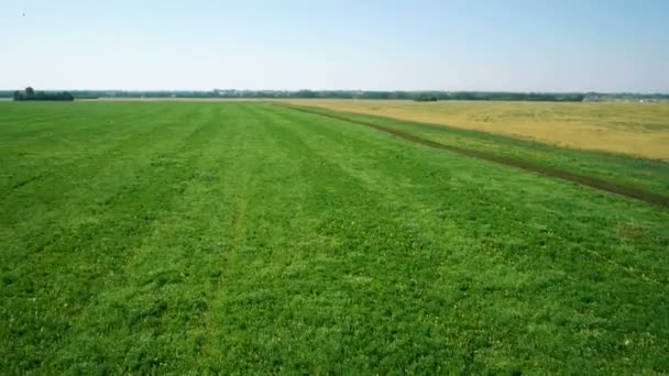 Antenne: Tiefflug über grünem und gelbem Weizenfeld — Stockvideo