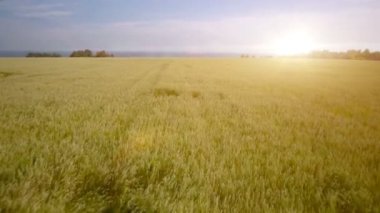 Anteni: Düşük uçuş yeşil ve sarı buğday alanın üzerine