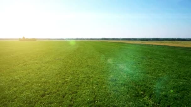 AERIAL: низький політ над зеленим і жовтим пшеничним полем — стокове відео