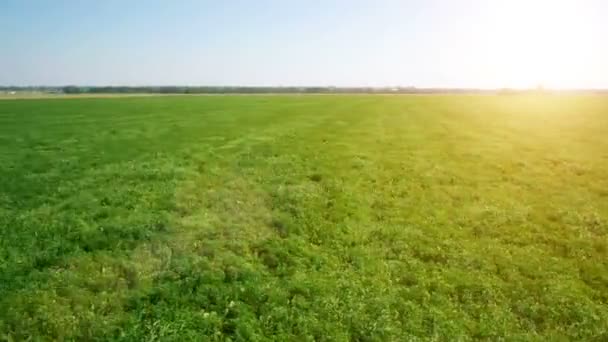 AERIAL: Vuelo bajo sobre campo de trigo verde y amarillo — Vídeos de Stock