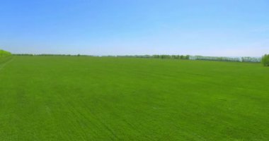 4 k hava manzara. Düşük uçuş yeşil ve sarı buğday kırsal alanın üzerine.