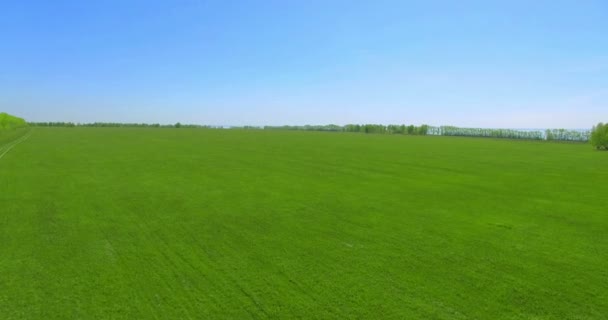 Vista aérea 4k. Vôo baixo sobre campo rural de trigo verde e amarelo . — Vídeo de Stock