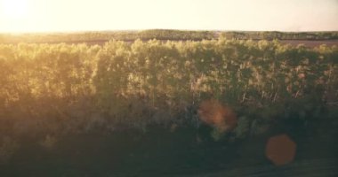 4 k hava manzara. Düşük uçuş yeşil ve sarı buğday kırsal alanın üzerine.