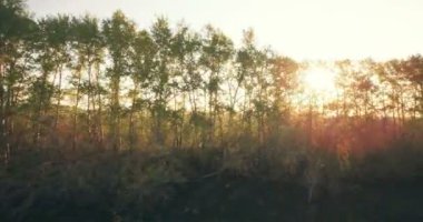 4 k hava manzara. Düşük uçuş yeşil ve sarı buğday kırsal alanın üzerine.