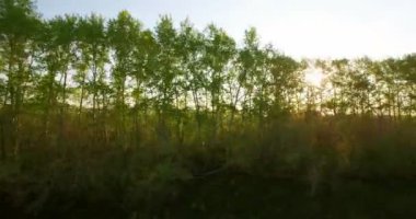 4 k hava manzara. Düşük uçuş yeşil ve sarı buğday kırsal alanın üzerine.