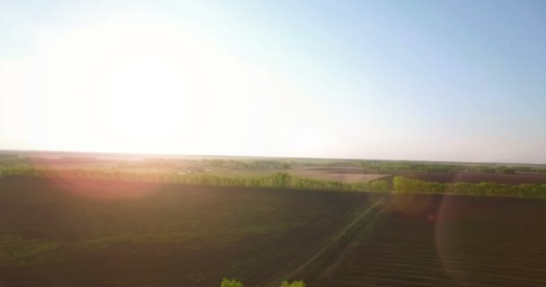 Vista aérea de 4k. Bajo vuelo sobre campo rural de trigo verde y amarillo . — Vídeo de stock