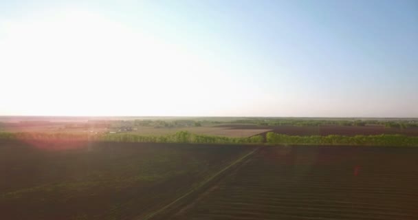 Vue aérienne 4k. Vol bas au-dessus du champ rural de blé vert et jaune . — Video