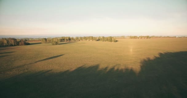 4k aerial view. Low flight over green and yellow wheat rural field. — Stock Video