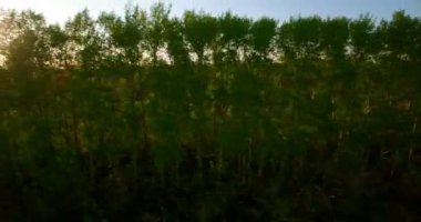 4 k hava manzara. Düşük uçuş yeşil ve sarı buğday kırsal alanın üzerine.
