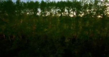 4 k hava manzara. Düşük uçuş yeşil ve sarı buğday kırsal alanın üzerine.