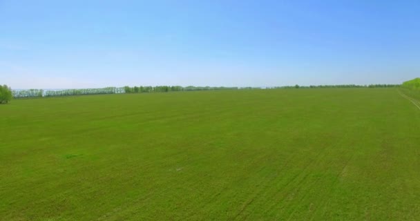 Vista aérea de 4k. Bajo vuelo sobre campo rural de trigo verde y amarillo . — Vídeos de Stock