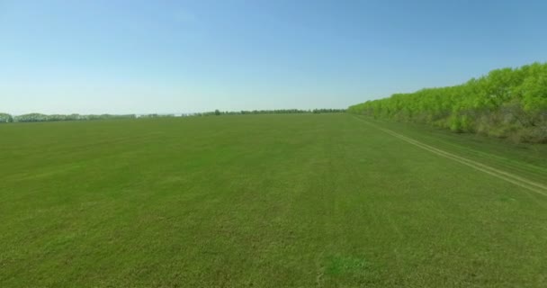 4 k 공중 볼 수 있습니다. 녹색과 노란색 밀 농촌 분야에 비행을 저. — 비디오