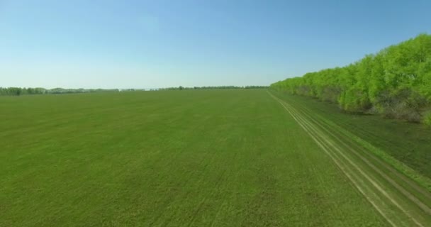 Vista aérea 4k. Vôo baixo sobre campo rural de trigo verde e amarelo . — Vídeo de Stock