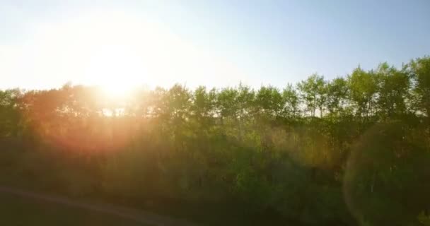 4k aerial view. Low flight over green and yellow wheat rural field. — Stock Video