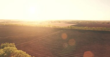 4 k hava manzara. Düşük uçuş yeşil ve sarı buğday kırsal alanın üzerine.