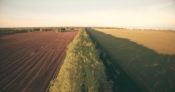 Vista aérea de 4k. Bajo vuelo sobre campo rural de trigo verde y amarillo . — Vídeo de stock