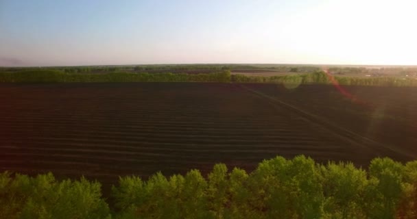 Vue aérienne 4k. Vol bas au-dessus du champ rural de blé vert et jaune . — Video