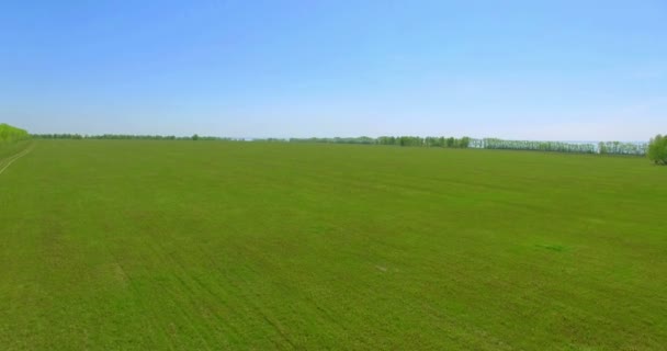 Vista aérea de 4k. Bajo vuelo sobre campo rural de trigo verde y amarillo . — Vídeos de Stock