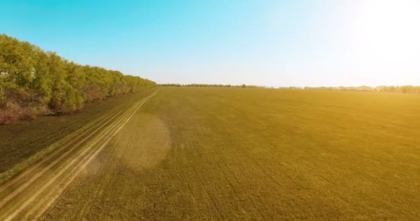 Vista aerea 4k. Volo basso sul campo rurale di grano verde e giallo . — Video Stock