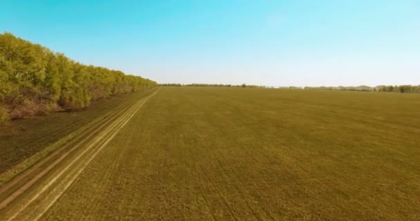 4 k légifelvételek. Alacsony repülés, zöld és sárga búza vidéki mező fölött. — Stock videók
