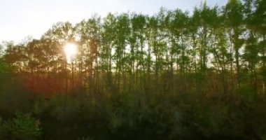 4 k hava manzara. Düşük uçuş yeşil ve sarı buğday kırsal alanın üzerine.