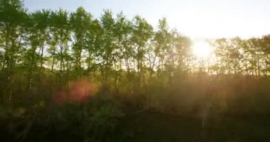 4 k hava manzara. Düşük uçuş yeşil ve sarı buğday kırsal alanın üzerine.