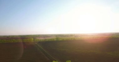 4 k hava manzara. Düşük uçuş yeşil ve sarı buğday kırsal alanın üzerine.