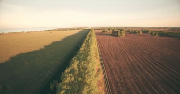 4 k luchtfoto. Lage vlucht over groene en gele rural tarweveld. — Stockvideo