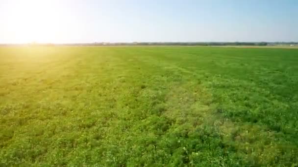 Antenne: Lage vlucht over groene en gele tarweveld — Stockvideo