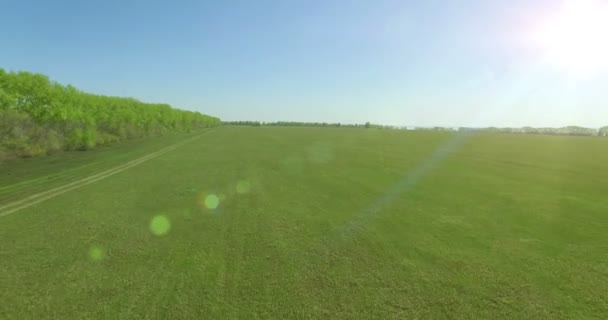 4 k luchtfoto. Lage vlucht over groene en gele rural tarweveld. — Stockvideo