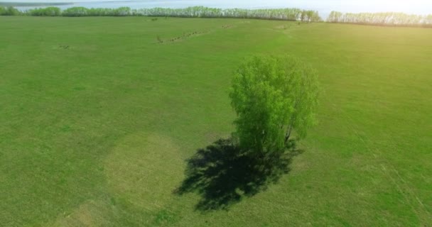 4 k luchtfoto. Lage vlucht over groene en gele rural tarweveld. — Stockvideo