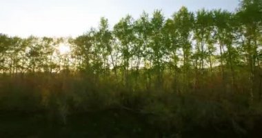 4 k hava manzara. Düşük uçuş yeşil ve sarı buğday kırsal alanın üzerine.