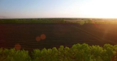 4 k hava manzara. Düşük uçuş yeşil ve sarı buğday kırsal alanın üzerine.