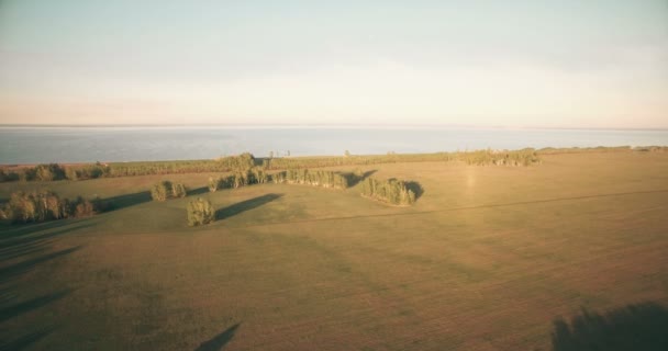 Vue aérienne 4k. Vol bas au-dessus du champ rural de blé vert et jaune . — Video