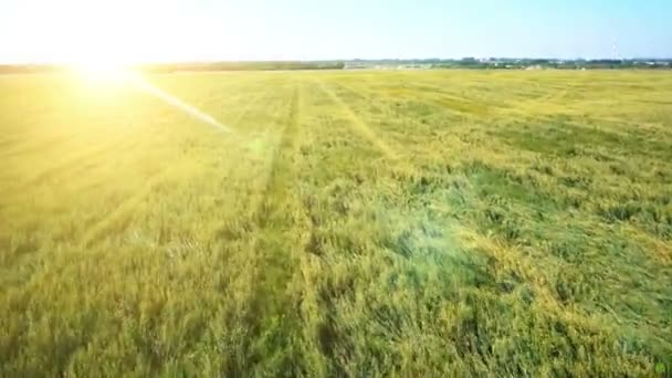 Antenn: Lågt flygning över grön och gul vete fält — Stockvideo