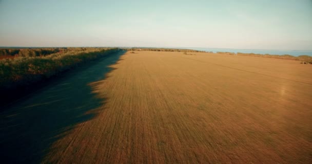 4 k légifelvételek. Alacsony repülés, zöld és sárga búza vidéki mező fölött. — Stock videók