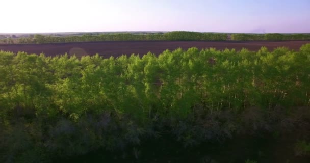 4 k luchtfoto. Lage vlucht over groene en gele rural tarweveld. — Stockvideo