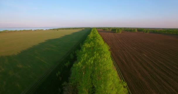 4 k 的鸟瞰图。在绿色和黄色麦田农村低飞行. — 图库视频影像