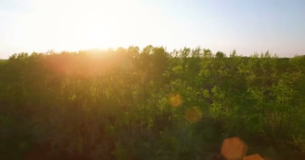 Vista aérea 4k. Vôo baixo sobre campo rural de trigo verde e amarelo . — Vídeo de Stock