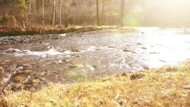 Dolly slider shot dari percikan air di gunung sungai dekat hutan. Batu basah dan sinar matahari. Pergerakan horisontal stabil. — Stok Video