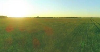 Yaz mevsiminde, sonsuz sarı manzaralı kırsal arazinin üzerinde alçak irtifa uçuşu. Ufuktaki güneş ışınları.