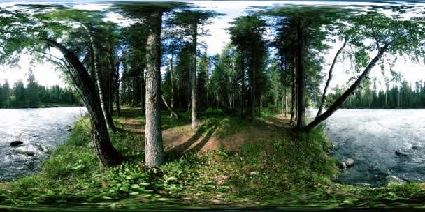 360 VR virtual reality van een wild bos. Dennenbos, kleine snelle, koude bergrivier. Nationaal park. — Stockvideo