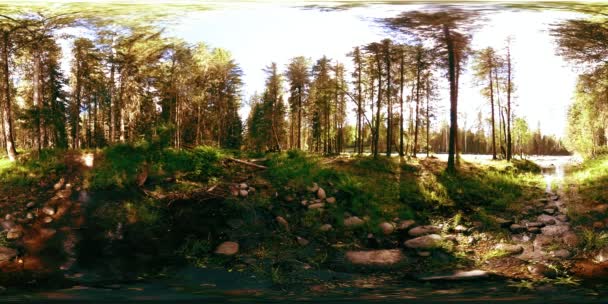 360 VR realidade virtual de uma floresta selvagem. Floresta de pinheiro, pequeno e rápido rio de montanha frio. Parque nacional. — Vídeo de Stock