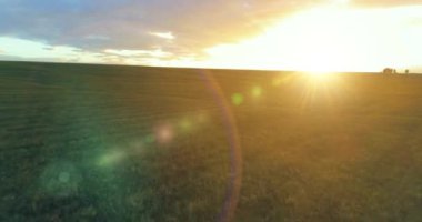 Güneşli yaz akşamında sonsuz sarı tarlaları olan kırsal kesimin üzerinde bir uçuş. Sonbahar gündoğumunda tarım arazisi